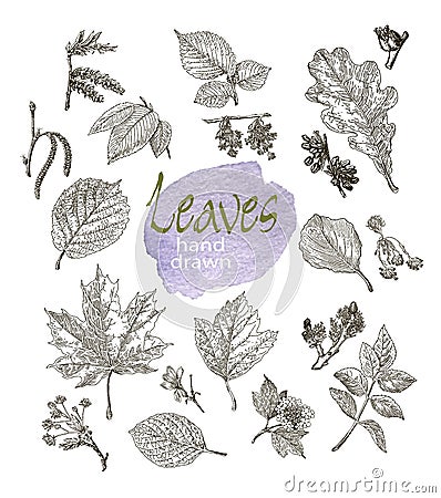 Collection of highly detailed hand drawn leaves and inflorescence isolated on white background Stock Photo