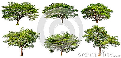 Collection hight quality big green tree Stock Photo