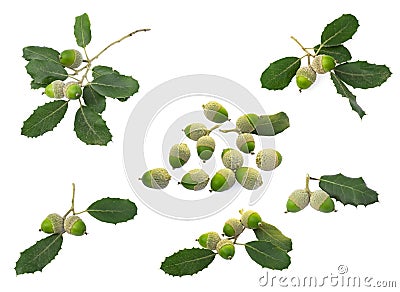 Collection of Holm oak or Holly oak tree, branches dark glossy green spiked leafs with acorns or raw fruits isolated and dicut on Stock Photo