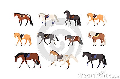 Collection of horses and pony standing and moving vector flat illustration. Set of gorgeous groomed racehorses of Vector Illustration