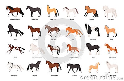 Collection of horses of various breeds isolated on white background. Bundle of gorgeous domestic equine animals of Vector Illustration