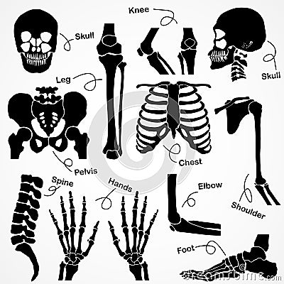 Collection Human Skeleton Vector Illustration