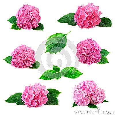 Collection of hydrangea hortensia flowers with green leaves isolated on white. Pink flowerheads of hydrangeas set coll Stock Photo