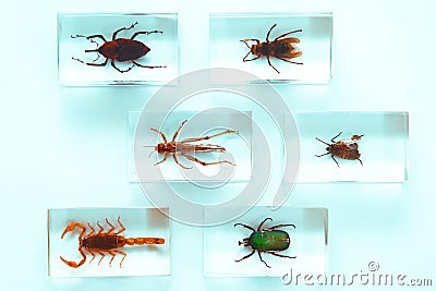 Collection of insects Stock Photo