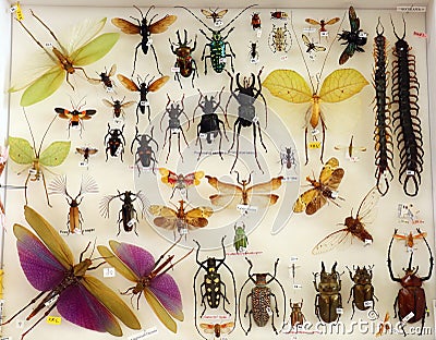 Collection of insects, colorful beetles, grasshoppers, entomological collection, many different bugs on white close-up, entomology Stock Photo