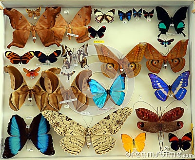 Collection of insects, colorful butterflies, entomological collection, many different butterflies and insects on white close-up, Stock Photo