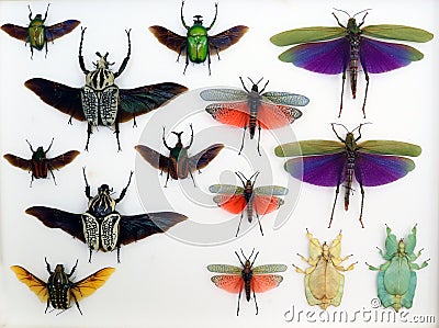 Collection of insects, many bright colorful beetles and grasshoppers with wings close up, entomological collection Stock Photo