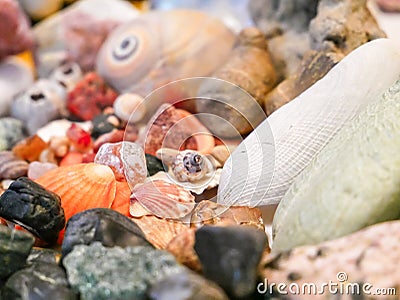 Collection of interesting sea shells and gemstones from three seas. Stock Photo