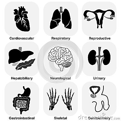 Collection of internal organ (Human system) Vector Illustration