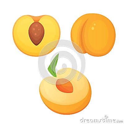 Collection of isolated cut and whole vector peaches. Vector Illustration