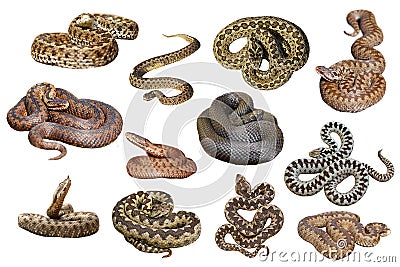 Collection of isolated european venomous snakes Stock Photo