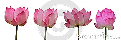 Collection of Isolated pink lotus on a white background Stock Photo