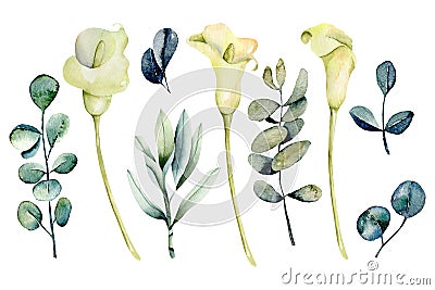 Collection of isolated watercolor white callas flowers and eucalyptus branches Cartoon Illustration