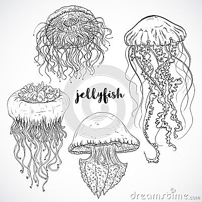 Collection of jellyfish. Vintage set of black and white hand drawn marine fauna. vector illustration Vector Illustration
