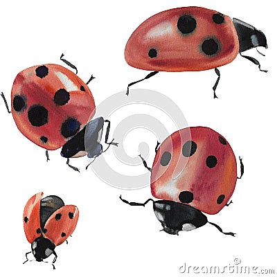 Collection with a ladybug. Illustration of insect isolated on white background. Ladybug for design Stock Photo