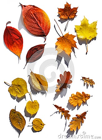 Collection of leafs Stock Photo