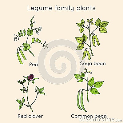 Collection of legume family plants. Hand drawn vector set Vector Illustration