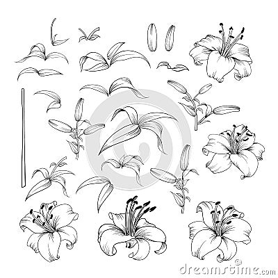 Collection of lily flowers. Vector Illustration