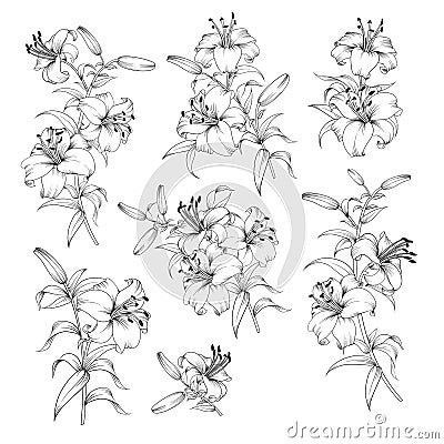 Collection of lily flowers. Vector Illustration