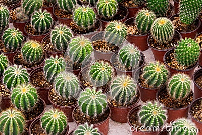 Collection of many cacti in small pots with prickly quills for sale in the greenhouse Stock Photo