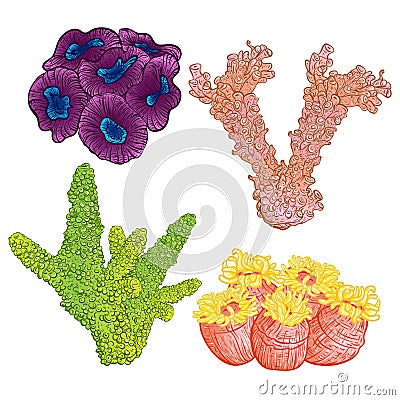 Collection of marine plants and corals. Colorful hand drawn marine flora. Isolated vector illustration. Vector Illustration