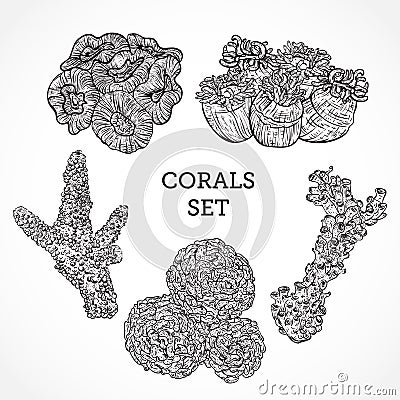 Collection of marine plants and corals. Vintage set of black and white hand drawn marine flora. Vector Illustration