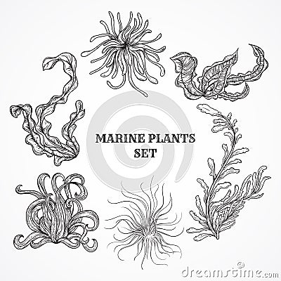 Collection of marine plants, leaves and seaweed. Vintage set of black and white hand drawn marine flora. Vector Illustration