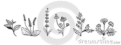 Collection of medicinal herbs and medicinal plants in sketch style. Preparation of medicines, oils, infusions, powders, ointments Vector Illustration