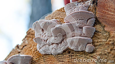 Collection of medicinal polypore mushrooms in the forest, medicinal fungi Stock Photo