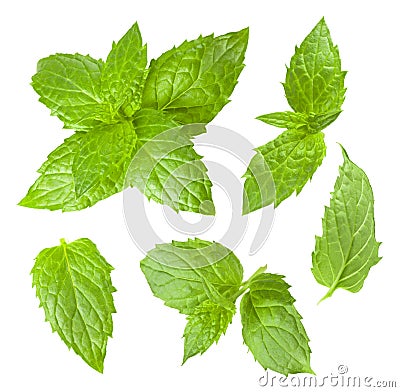 Collection of mint leaves isolated on white background Stock Photo