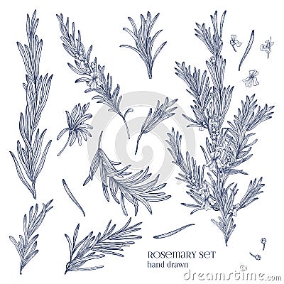 Collection of monochrome drawings of rosemary plants with flowers isolated on white background. Fragrant herb hand drawn Vector Illustration