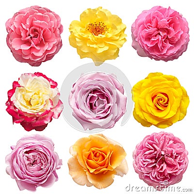 Collection multicolored flowers head roses isolated on a white background Stock Photo