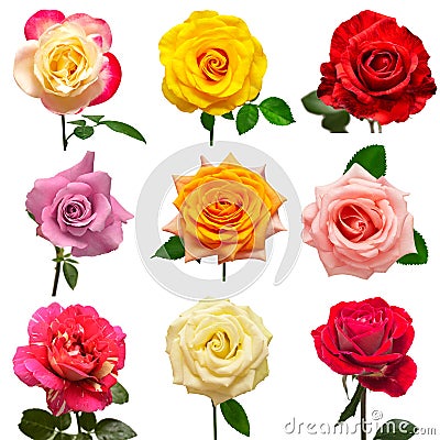 Collection multicolored flowers head roses Stock Photo