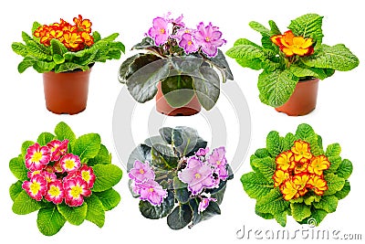 Collection multicolored fresh violets from different angles isolated on white Stock Photo