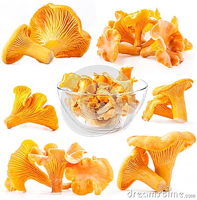 Collection of mushroom chanterelle Stock Photo