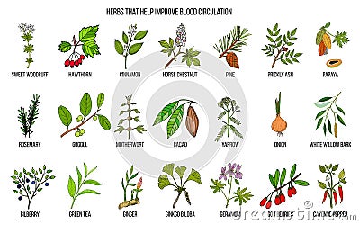 Collection of natural herbs for blood circulation Vector Illustration