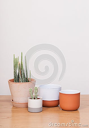 Succulents and various pots. Stock Photo