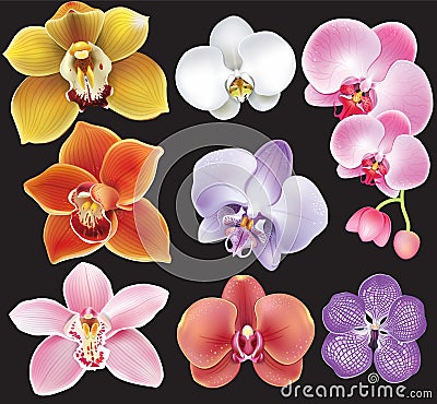 Collection of orchid flower Vector Illustration