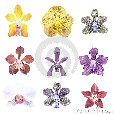 Collection of orchid flower Stock Photo