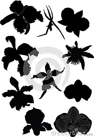 Collection of orchid silhouettes Stock Photo