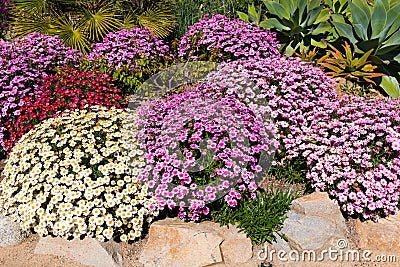 Collection of Osteospermum African Daisies in a Garden Stock Photo