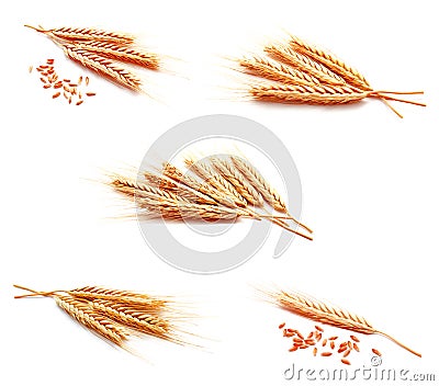 Collection of photos wheat ears corn isolated on a white Stock Photo