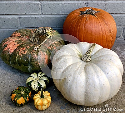 Collection of pumpkins of different colors Stock Photo