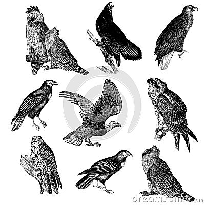 Collection of raptor illustrations Cartoon Illustration