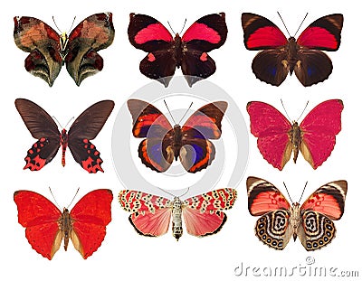 collection of red butterflies on a white background Stock Photo