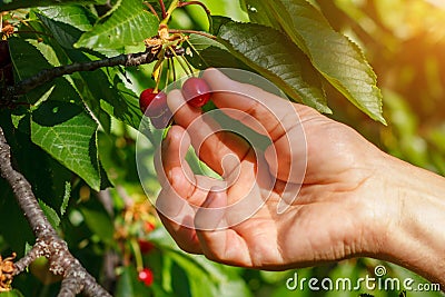 The collection of red cherries hand tear the berries from the branch Stock Photo