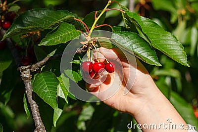The collection of red cherries hand tear the berries from the branch Stock Photo