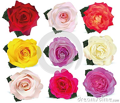 Collection roses on white background. Icon rose. Roses red, beige, purple, pink, white, coral, yellow, orange-yellow. 3d Vector Illustration