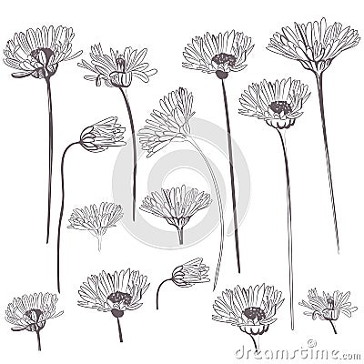Collection of rustic vector flowers, buds for design Vector Illustration