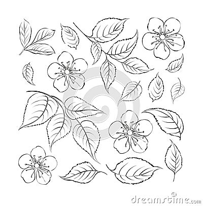 Collection of sakura flowers, set Vector Illustration